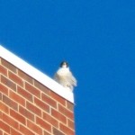 Mystery Tiercel at BS 11-29-13