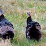 Turkeys at BS 11-17-13