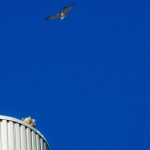 Pigott Diving on the Tiercel 11-29-13