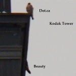 Dot.ca and Beauty on the Kodak Tower 11-30-13