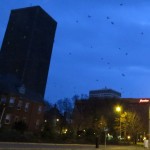 img_0001-crows-exiting-washington-square-park