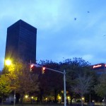 img_0001-crows-in-washington-square-park