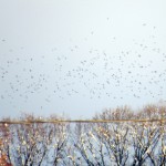 img_0061-starlings