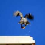 img_0064-take-off-with-food