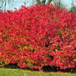 img_0080-burning-bush