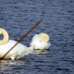 img_0081-mute-swans-in-round-pond