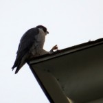 img_0087-falcon-on