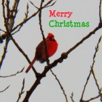Merry Christmas Cardinal 12-21-13