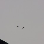 Two Female Falcons Above OCSR 2-4-13