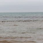 Huge Raft of Long-tailed Ducks on Lake Ontario 12-21-13