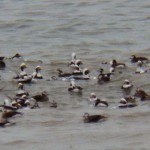 Huge Raft of Long-tailed Ducks on Lake Ontario 12-21-13