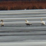 Swans on Frozen Buck Pond 12-21-13