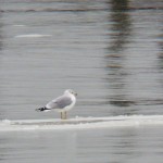 Gull Floating by on a Sheet of Ice on River 12-21-13