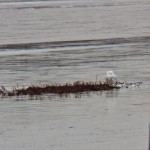 Snowy Owl on Buck Pond 12-8-13