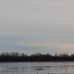 Snowy Owl on Buck Pond 12-8-13