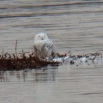 Snowy Owl on Buck Pond 12-8-13