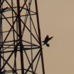 2 Females Falcons on the Jail Comm Twr 12-4-13