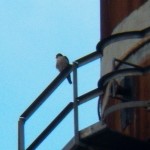 Adult Peregrine Falcon at KP 12-27-13