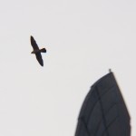 Female Falcon Flying over TSB 12-4-13