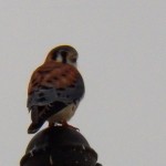 American Kestrel hunting at KP 12-28-13