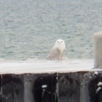 Snowy Owl on Summerville Pier 12-1-13