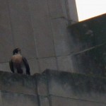 Female Falcon on Ledge Above NB 12-4-13