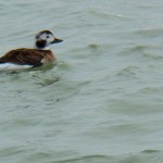 Long Tail Duck Female 12-1-13