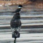 Kingfisher on a Plastic Owl 12-29-13