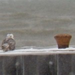 Snowy Owl on Summerville Pier 12-14-13