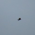 img_0017-stealth-bomber