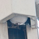 Falcon in the OCSR Elevator Shaft 1-7-14