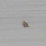 Snowy Owl on Buck Pond 1-26-14
