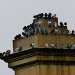 A Large Gathering of Pigeons on the Ford St Bridge 1-11-14