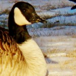 Canada Goose at BS 2-12-14