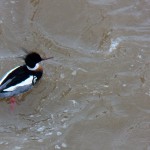 Male Red-Breasted Merganser on River 2-22-14