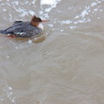 Female Red-Breasted Merganser on River 2-22-14