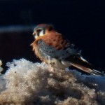 Kestrel at KP 2-22-14