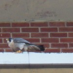 Pigott with Prey at BS Tree Ledge 2-22-14