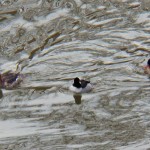 Red-Breasted Mergansers on River 2-21-14