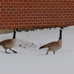 Canada Geese at BS 3-30-14