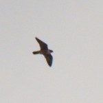 Beauty Flying over the River 3-2-14