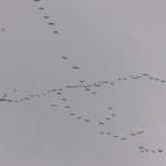 Lots and Lots of Geese Passing Overhead 3-23-14