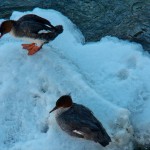 Two RBM's on River Ice 3-7-14