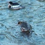 Male and Female RBMs 3-7-14