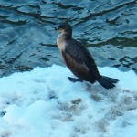 Cormorant on River Ice 3-7-14