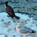 Cormorant and Gull Share a Berg 3-7-14