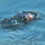 Duck Diving 3-7-14