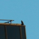 Falcon on Cross Rds Bldg 3-6-14