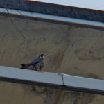 Dot.ca on the Tree Ledge After Chasing Off the Gull 3-2-14