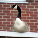 img_0002-canada-goose-at-bs